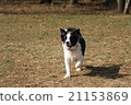 Running border collie puppy 21153869