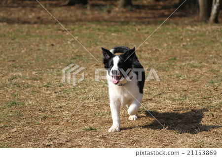 Running border collie puppy Running border collie puppy 21153869