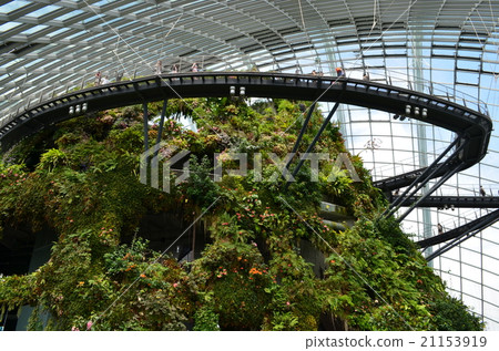 Cloud Forest 21153919