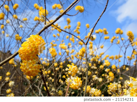 Yellow flowers of Mitsumata bloom 21154231