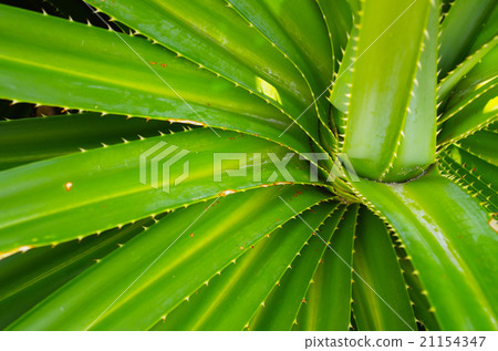 綠色植物 綠色植物 21154347