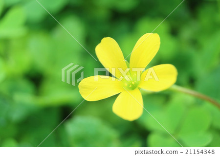 黃色小花 黃色小花 21154348