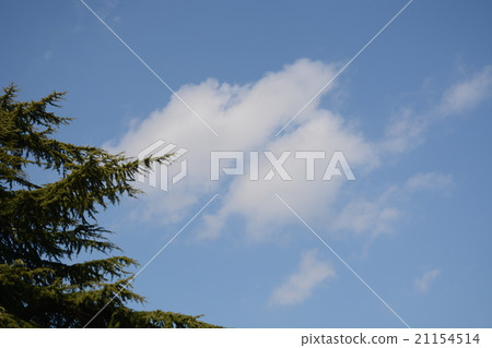 雲 21154514