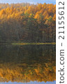 Lyca golden yellow leaves shining golden on the surface of the lake 21155612
