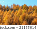 Geometric pattern that golden larch plays against the background of blue sky 21155614
