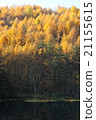 On the other side of the shooting pond in the late autumn, larch larch stained in golden colors 21155615