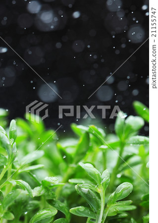Green Leaf macro Green Leaf macro 21155747