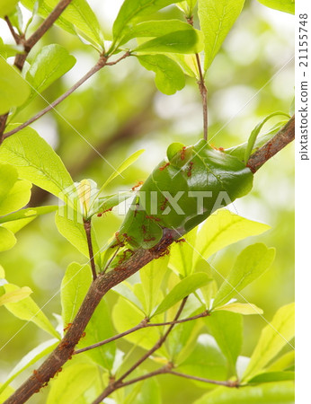 ant nest made of green small leaves in summer ant nest made of green small leaves in summer 21155748