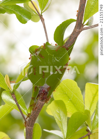 ant nest made of green small leaves in summer ant nest made of green small leaves in summer 21155749