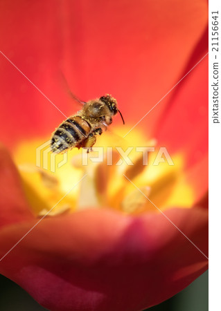 Honeybee Honeybee 21156641