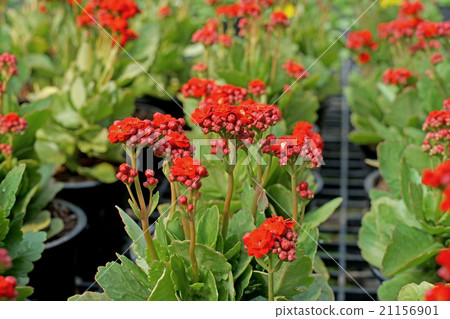 flaming katy or kalanchoe blossfeldiana 21156901
