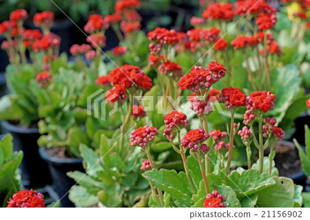flaming katy or kalanchoe blossfeldiana 21156902