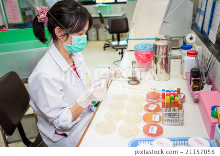 Medical Technologist streak plate for bacteria culture  or ident 21157058