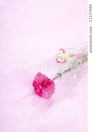 康乃馨花束 康乃馨花束 21157084