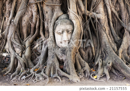 Head of Buddha statue in the tree roots at Wat Mahathat temple, 21157555