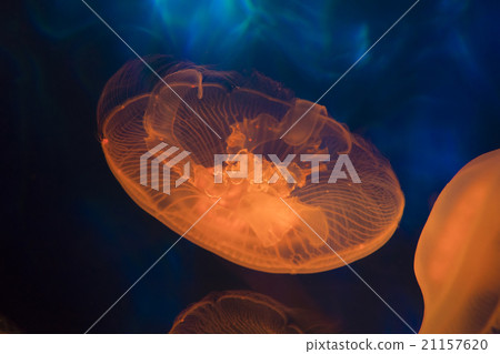 Moon sea jelly 21157620