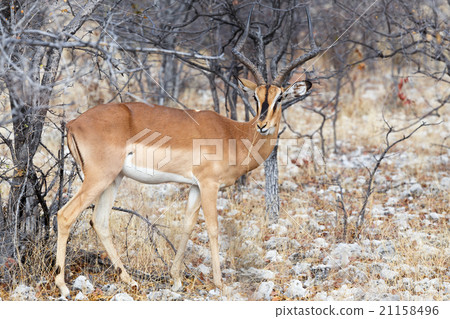 Portrait of Impala antelope Portrait of Impala antelope 21158496