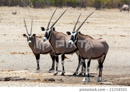 Gemsbok, Oryx gazella on waterhole Gemsbok, Oryx gazella on waterhole 21158503