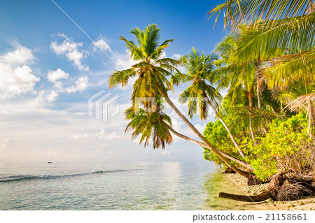 Palm trees on maldivian beach 21158661