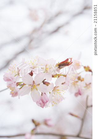 Cherry blossoms and buds 21158851
