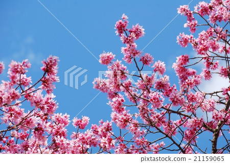 藍天和okame灌木 21159065