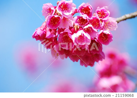 藍天和台灣冷櫻桃樹 藍天和台灣冷櫻桃樹 21159068