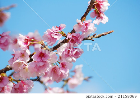 藍天和櫻花(Shirotae) 藍天和櫻花(Shirotae) 21159069