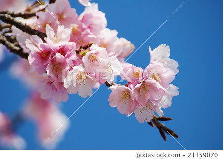 Blue sky and cherry blossoms (Shirotae) Blue sky and cherry blossoms (Shirotae) 21159070
