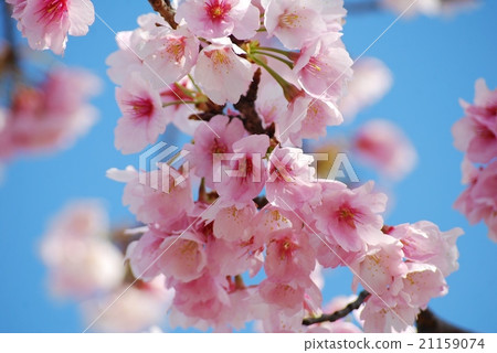 藍天和櫻花（Shirotae） 21159074