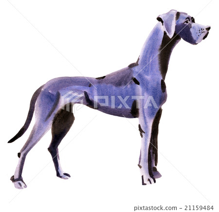 watercolor illustration of dog German mastiff watercolor illustration of dog German mastiff 21159484