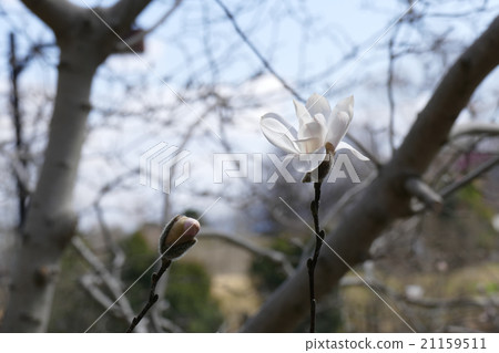 Kobushi花和芽 21159511