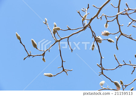 Kobushi的萌芽 21159513