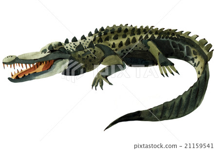 Handwork watercolor illustration of crocodile 21159541