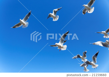 A group of ewry gulls in the blue sky 21159660