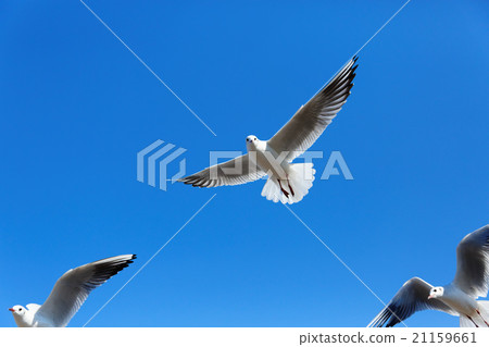 A group of ewry gulls in the blue sky 21159661