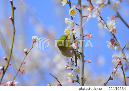Plum and mezzo Plum and mezzo 21159684