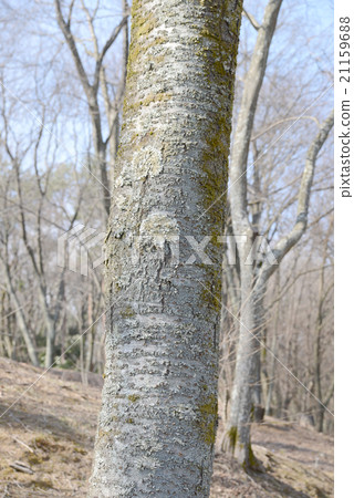 Cherry stem 21159688