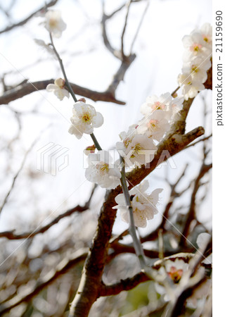 white plum blossom 21159690