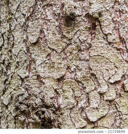 the bark of a spruce with moss 21159699