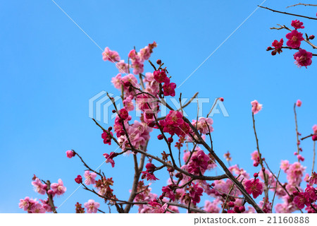 Okamoto Bairin Park plum flower 21160888