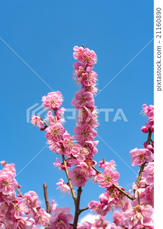 Okamoto Bairin Park plum flower 21160890