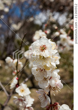 Okamoto Bairin Park plum flower 21160912