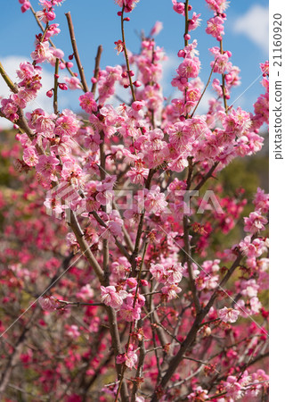 Okamoto Bairin Park plum flower 21160920