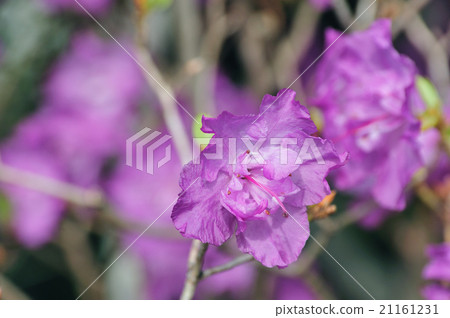 Genkai Azalea (Genkai Azalea) 21161231