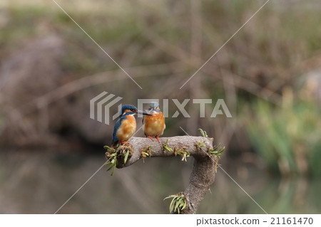 A couple of kingfishers 21161470