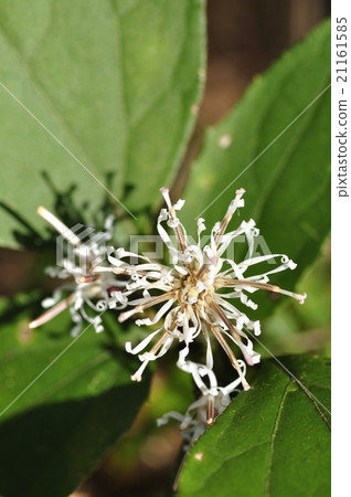 Kashiwaba bear 21161585