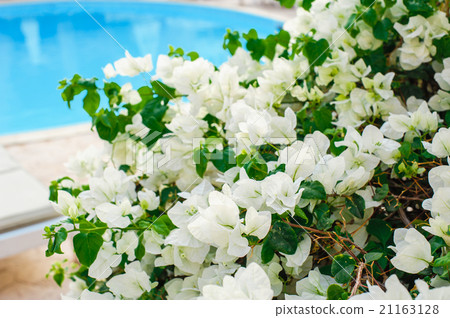 White bougainvillea blooms in the garden 21163128