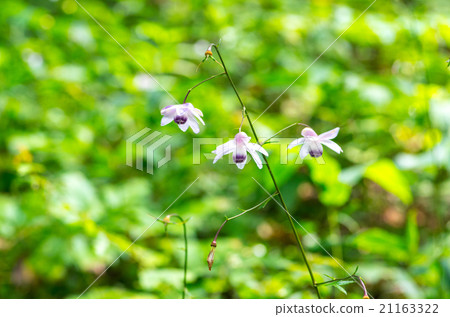 Ontakeyama的Renge Shuma（東京的風景） 21163322