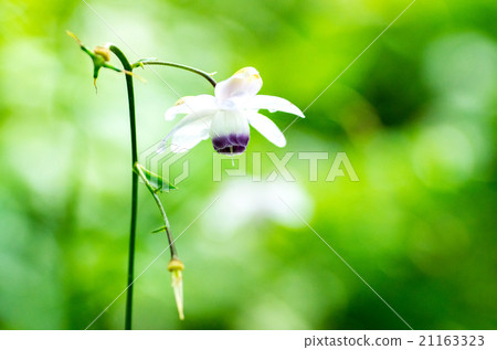 Ontakeyama的Renge Shuma(東京的風景) Ontakeyama的Renge Shuma(東京的風景) 21163323