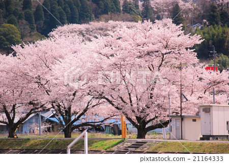 Cherry Blossoms Cherry Blossoms 21164333